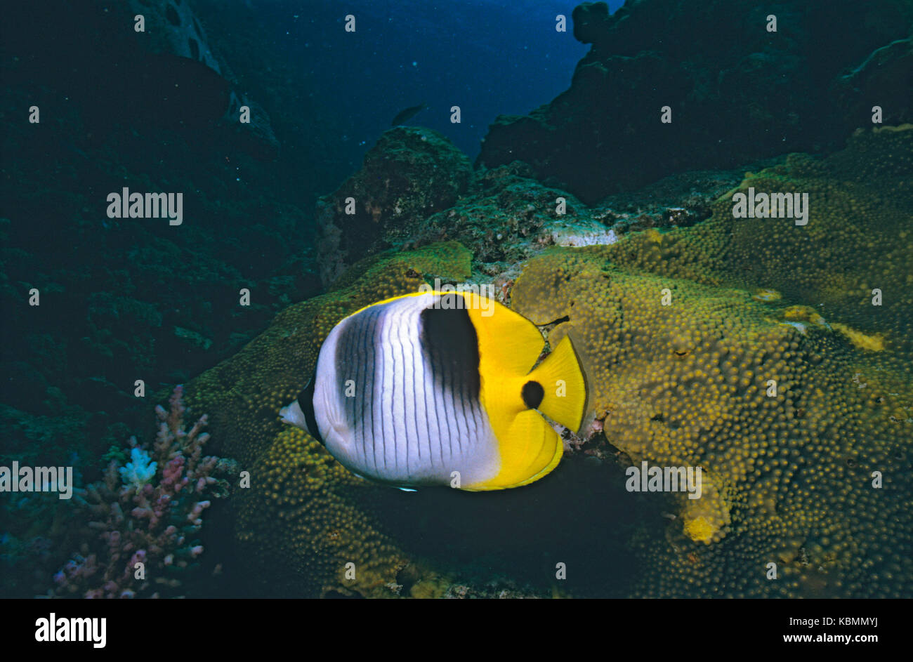 Pazifischer Doppelsattel-Butterflyfisch (Chaetodon ulietensis), wächst bis zu 15 cm. Great Barrier Reef Marine Park, Queensland, Australien Stockfoto