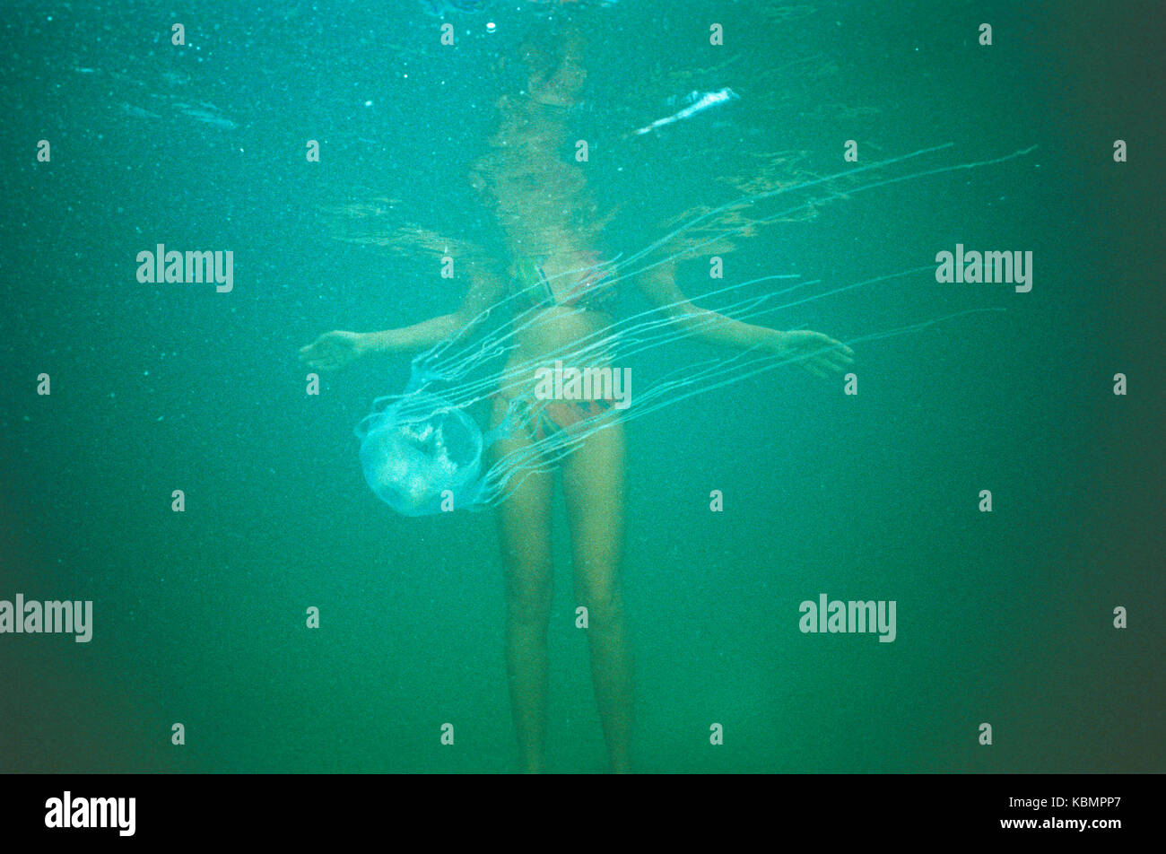 Chironex fleckeri (Box Jellyfish), floating Vergangenheit ahnungslosen Schwimmer. North Queensland, Australien Stockfoto