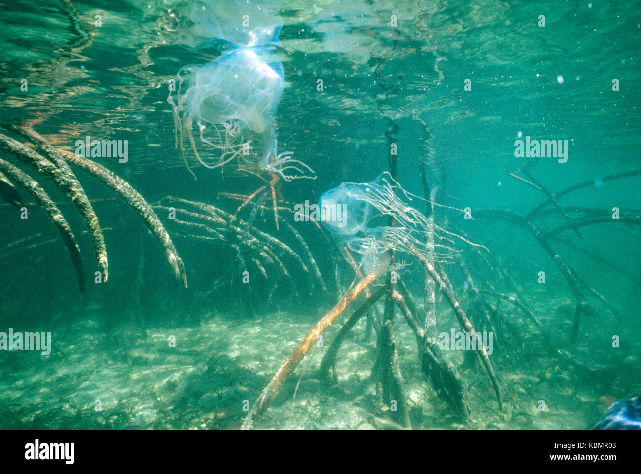 Chironex fleckeri (Box Jellyfish), zwei unter Mangrove prop Wurzeln. North Queensland, Australien Stockfoto