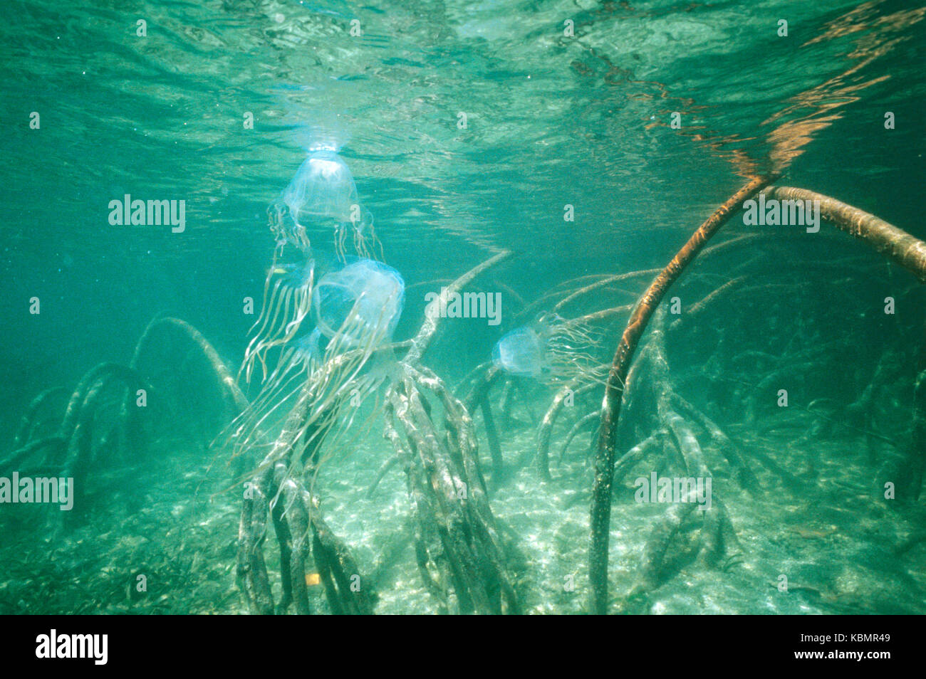 Chironex fleckeri (Box Jellyfish), mehrere, unter Mangrove prop Wurzeln. North Queensland, Australien Stockfoto