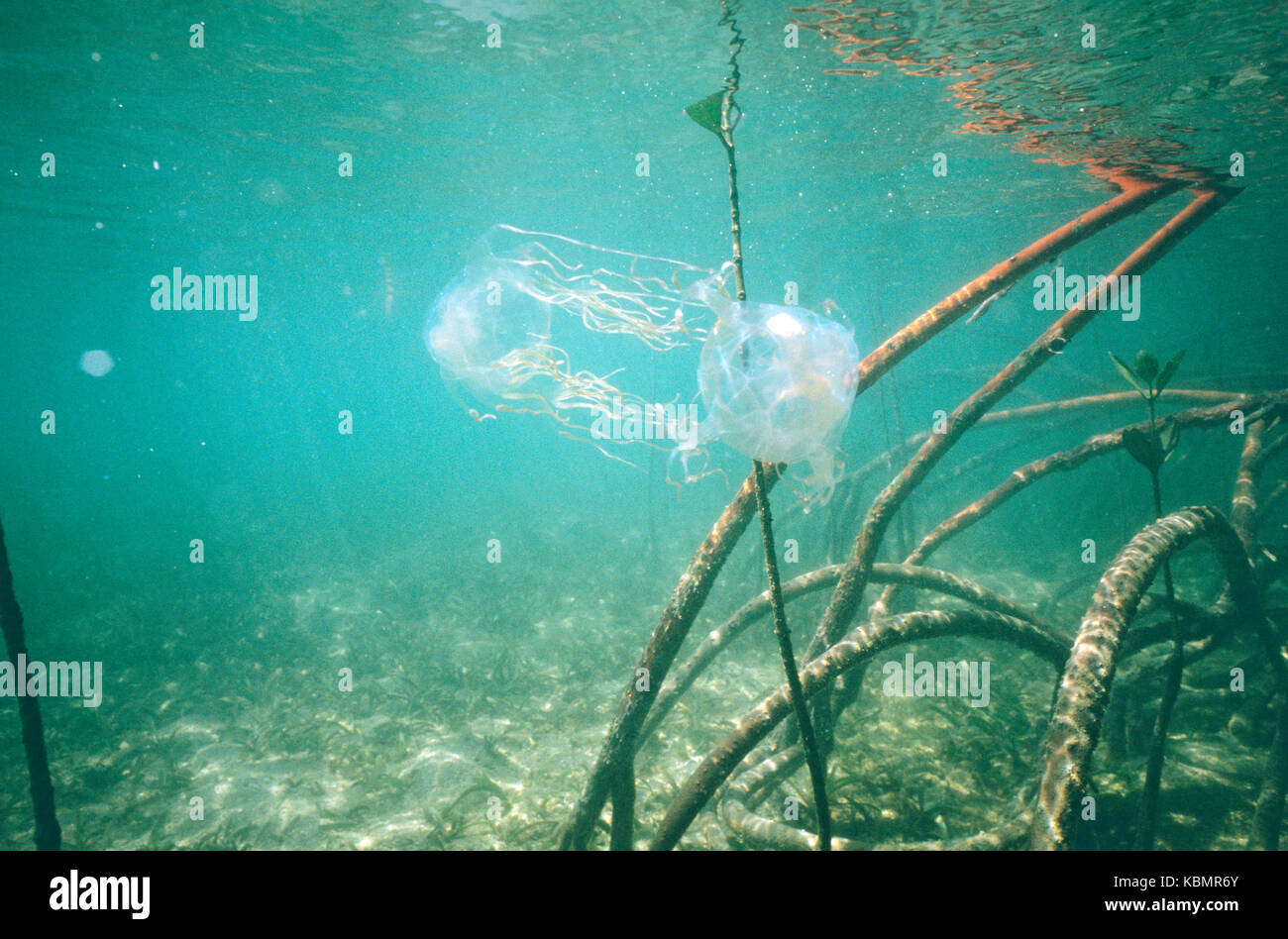 Chironex fleckeri (Box Jellyfish), unter Mangrove prop Wurzeln. North Queensland, Australien Stockfoto