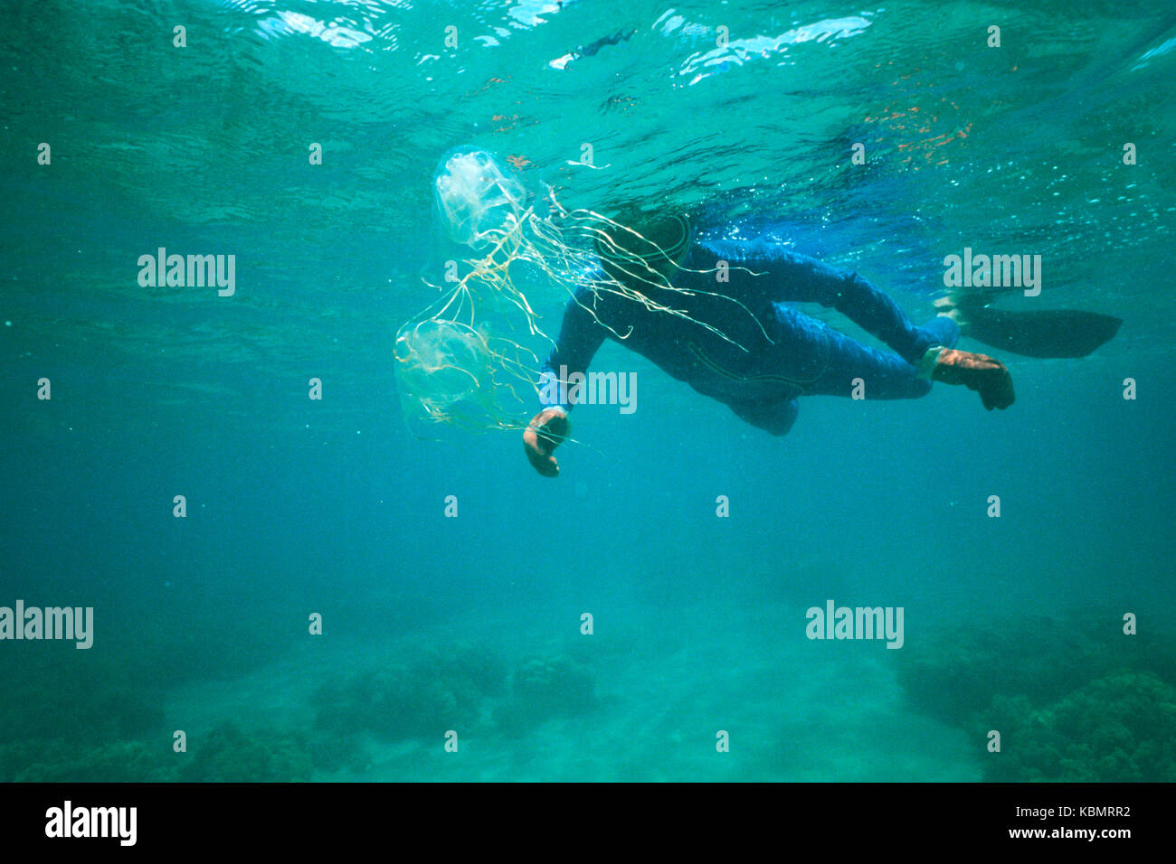 Chironex fleckeri (Box Jellyfish), floating Vergangenheit Schwimmer von Neoprenanzug geschützt. North Queensland, Australien Stockfoto