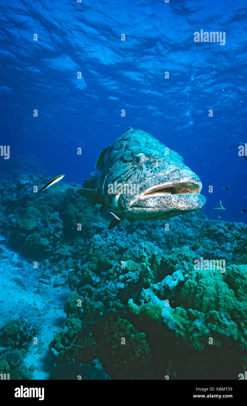 Zackenbarsche (Epinephelus tukula), 2 m in der Länge und 100 kg wiegen. Great Barrier Reef Marine Park, Queensland, Australien Stockfoto