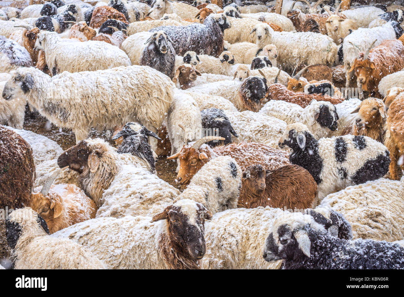 Herde von Lustig niedliche Schafe auf Winter Feld Stockfoto