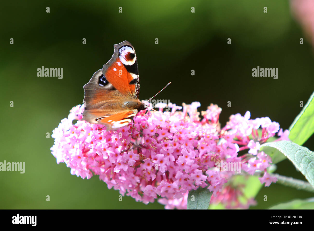 Distelfalter Schmetterling ein Schmetterling Bush (Buddlea) Stockfoto
