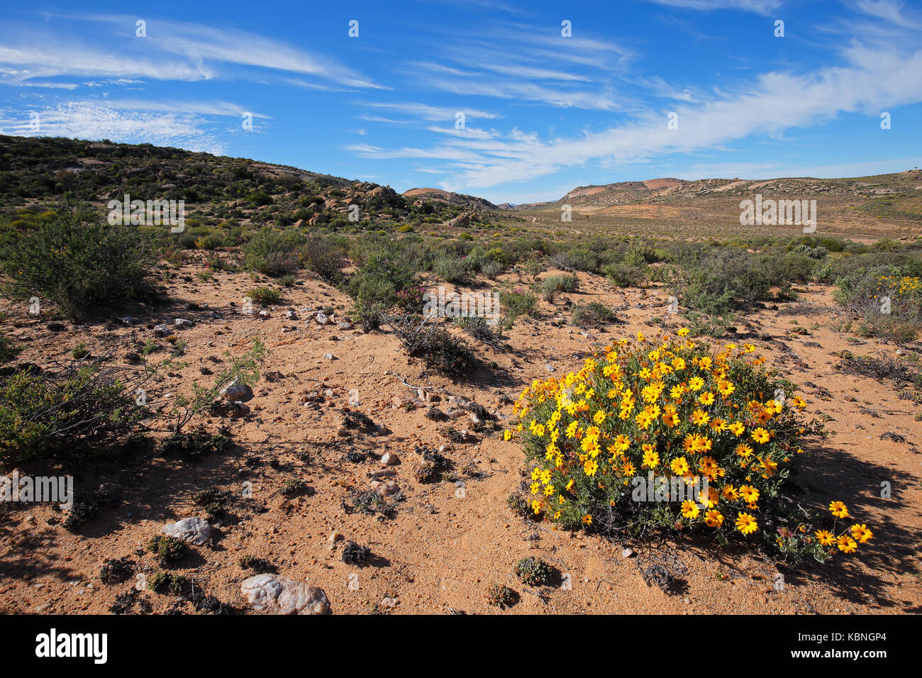 Wüste Landschaft mit wilden Blumen, Namaqualand, Northern Cape, Südafrika Stockfoto