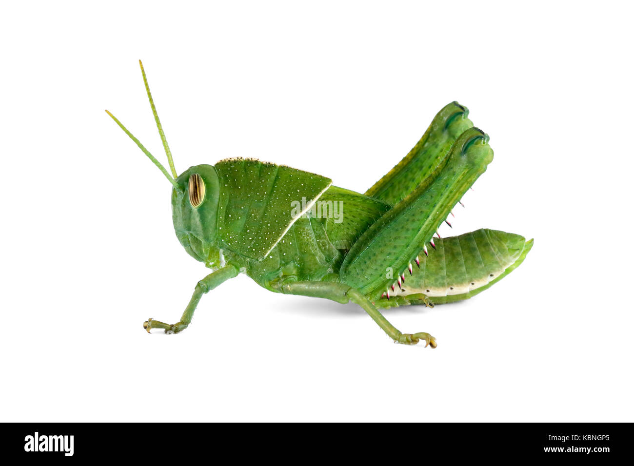 Nymphe eines Gartens locust (acanthacris ruficornis) auf die weiße, Südafrika Stockfoto