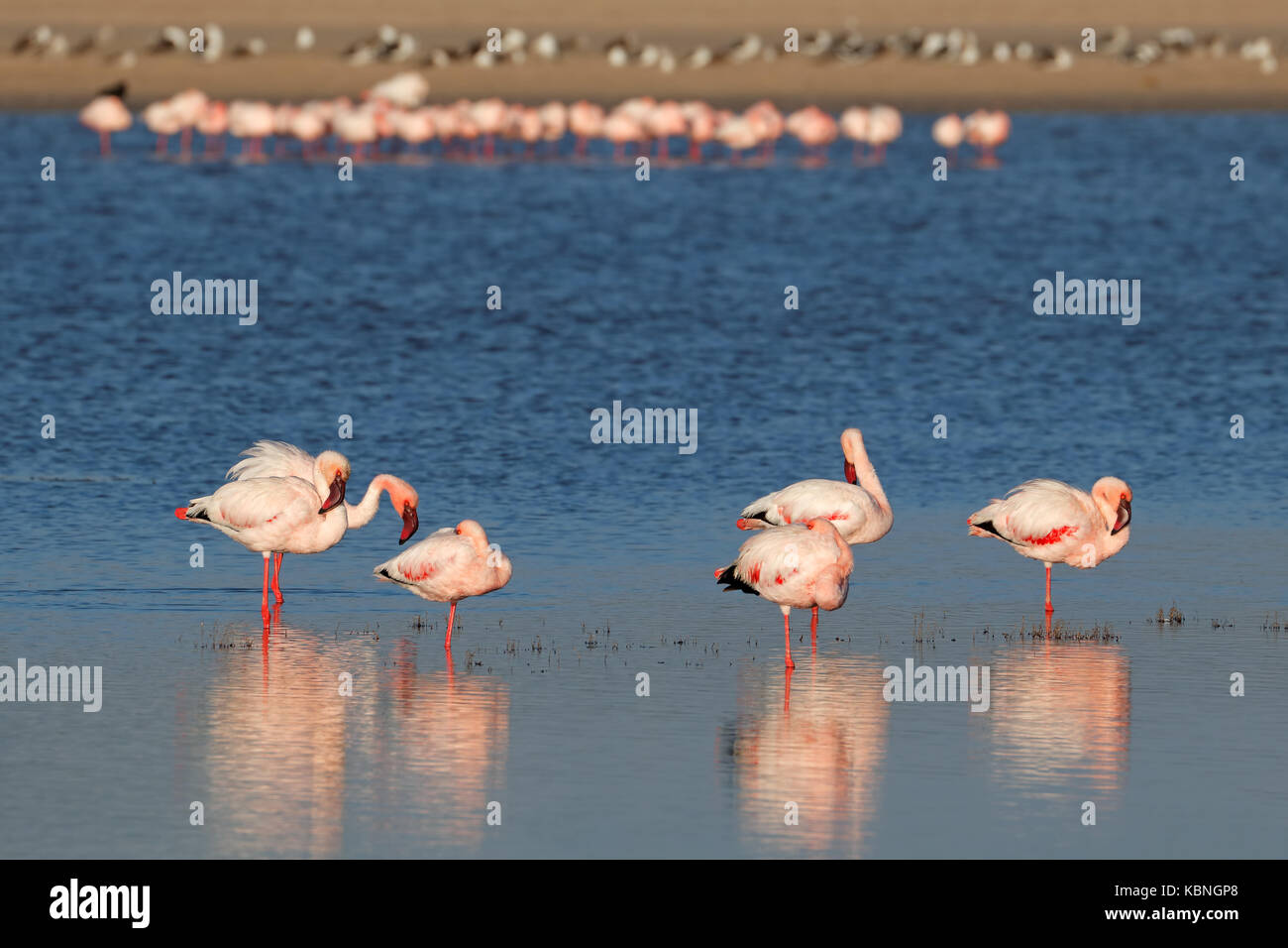 Flamingos (phoenicopterus Roseus) im flachen Wasser, Südafrika Stockfoto