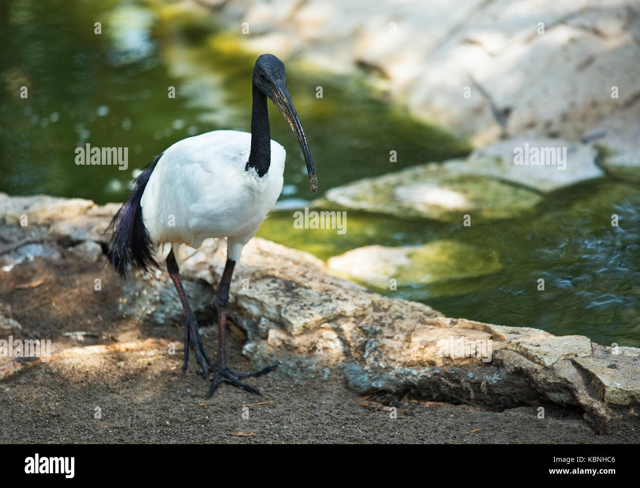 Australische ibis im Profil stehen durch den Teich mit einer Anlage Stockfoto