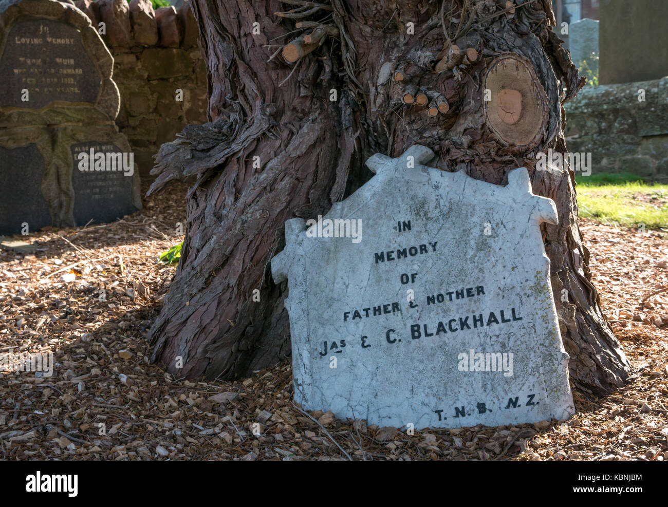 In der Nähe von alten schiefen Grabstein neben alten Baum in Stenton Pfarrkirche Friedhof begraben, East Lothian, Schottland, Großbritannien Stockfoto