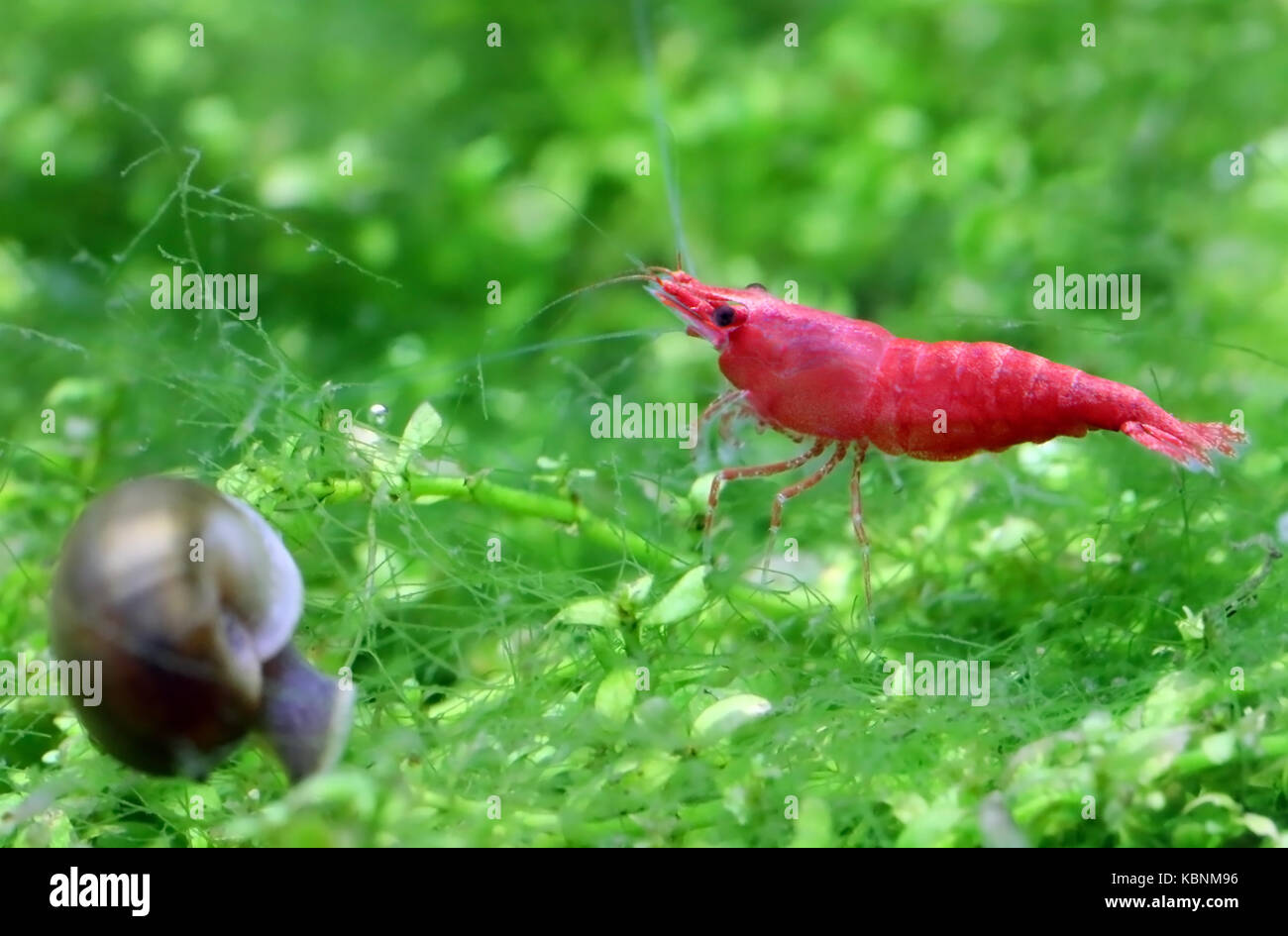 Männliche Cherry Garnelen in einem bepflanzten aquarium Stockfoto