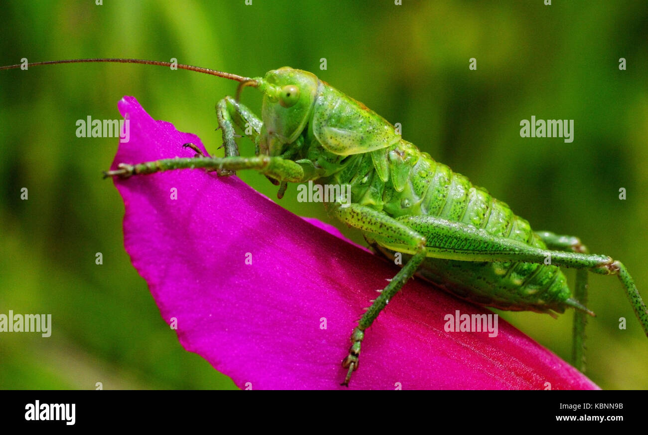 Eine Heuschrecke sitzt auf Gladiolus italicus Stockfoto