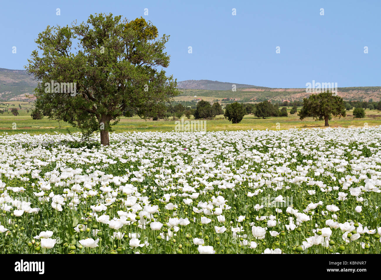 Schlafmohn Felder in der Türkei. Stockfoto