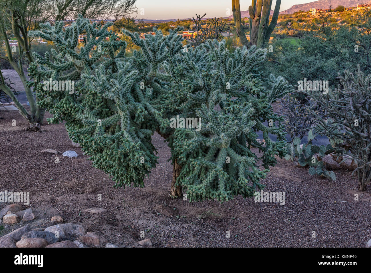 Kaktuspflanze in der Wüste in Tucson Arizona Tageslichtblick Stockfoto