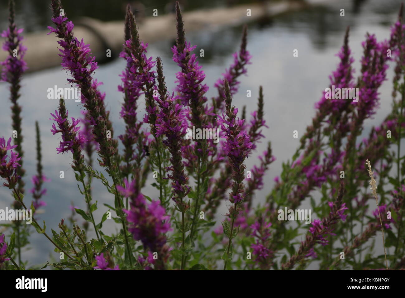 Salvia Salbei Blumen wachsen durch einen Fluss Stockfoto