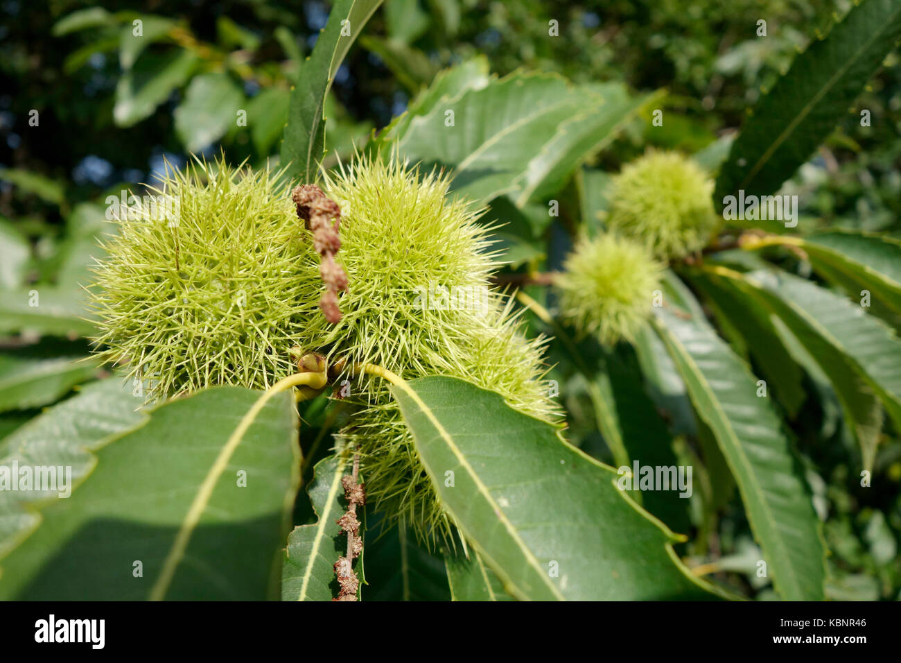 Kastanien reift in ihren Schalen auf den Ästen des Baumes. Stockfoto