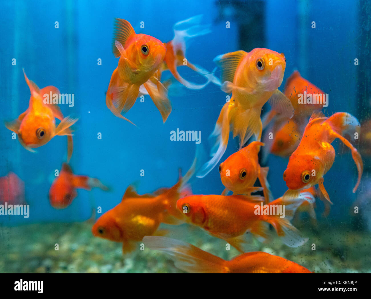 Fische aquatic Ornament tank Entspannung Stockfoto