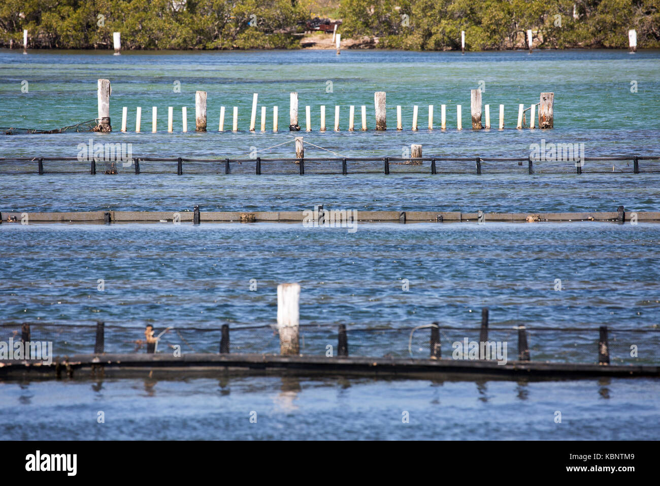 Austernbänke für Landwirtschaft Austern im Wallis Lake bei Forster, eine wichtige Quelle eof Sydney Rock Austern, New South Wales, Australien Stockfoto