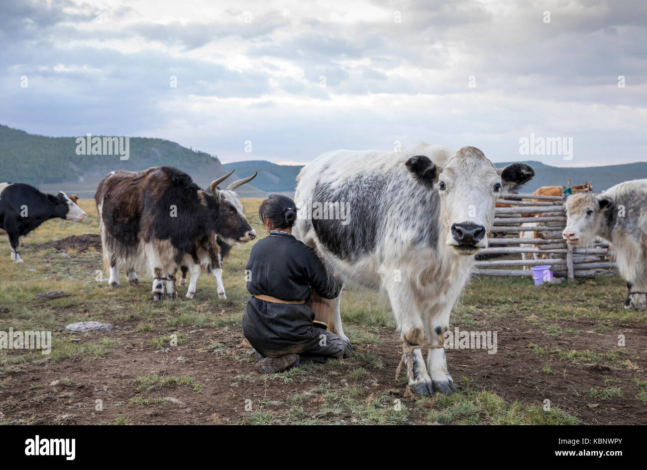 Mongolische Nomadin melken eine Kuh Stockfoto