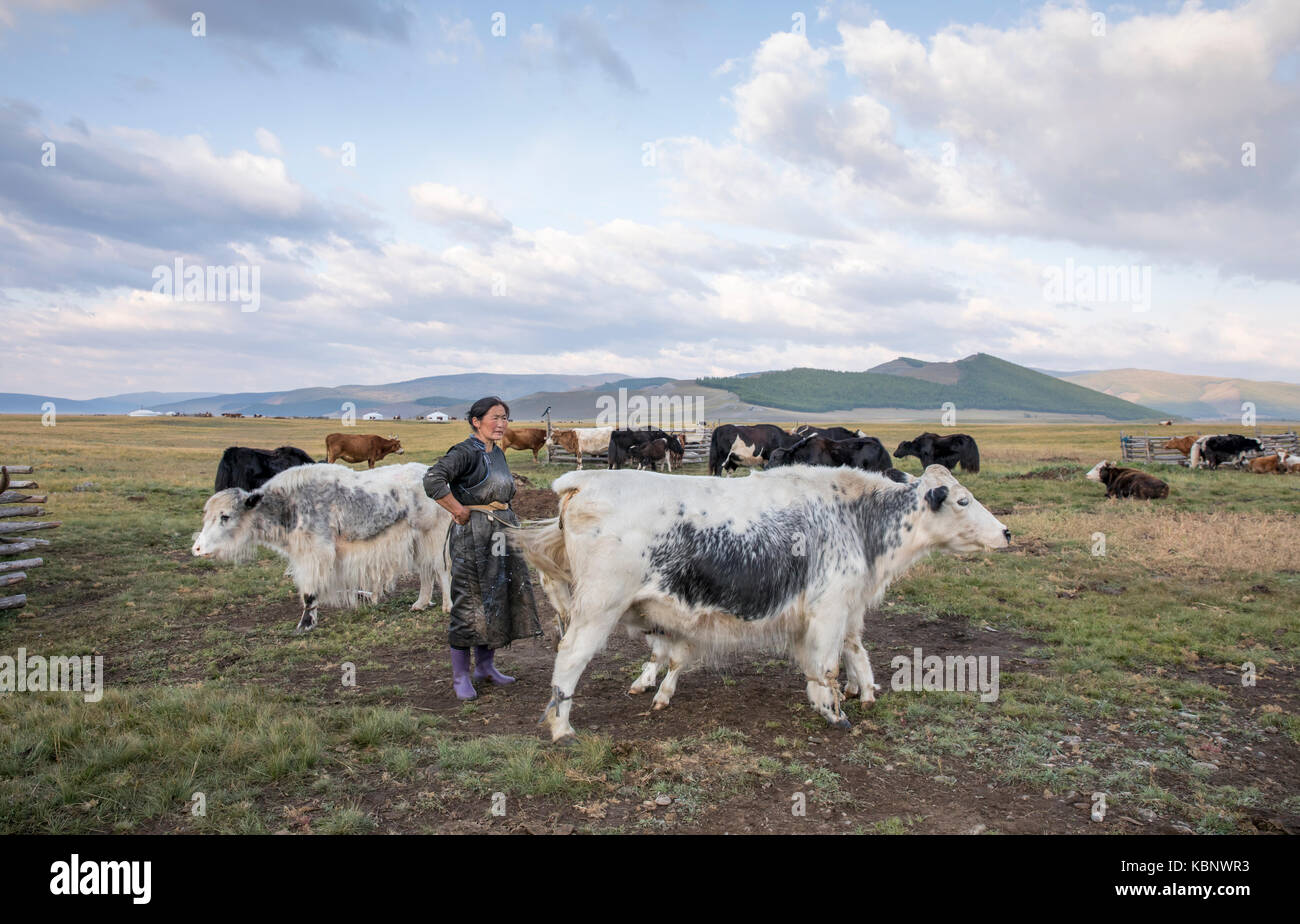 Mongolische Nomadin melken eine Kuh Stockfoto