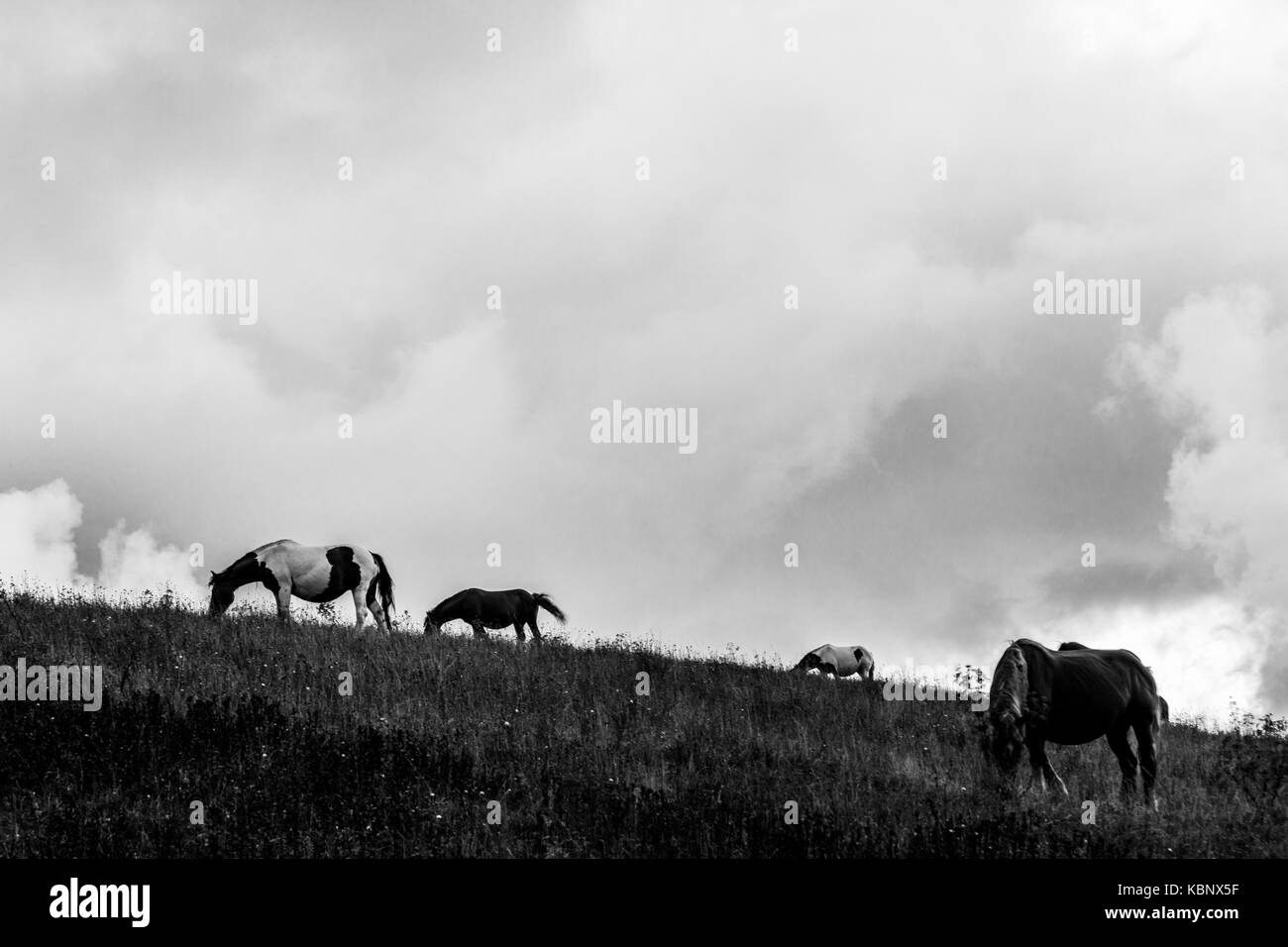 Pferde weiden, auf einem Hügel, unter einer bedeckt, Moody sky Stockfoto