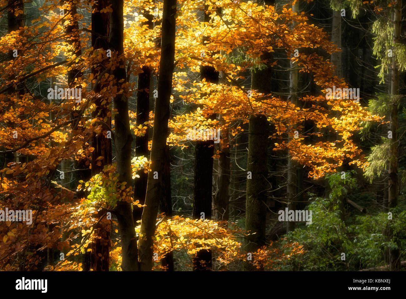 Strahlen der Sonne auf Pflanzen im Wald im Herbst Jahreszeit, Regional Park Campo dei Fiori Varese Stockfoto