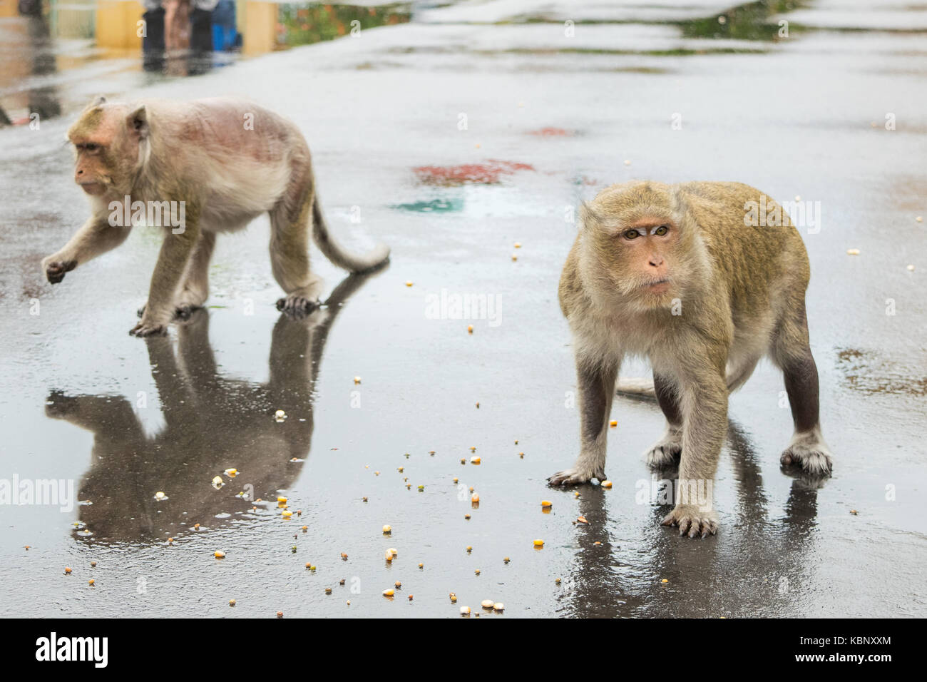 Zwei Affen, stehend auf Asphalt in einem städtischen Umfeld, Essen Mais Saatgut. Ein Affe hat schwere Fell Verlust. Stadt Phnom Penh, Kambodscha, Se Asien Stockfoto