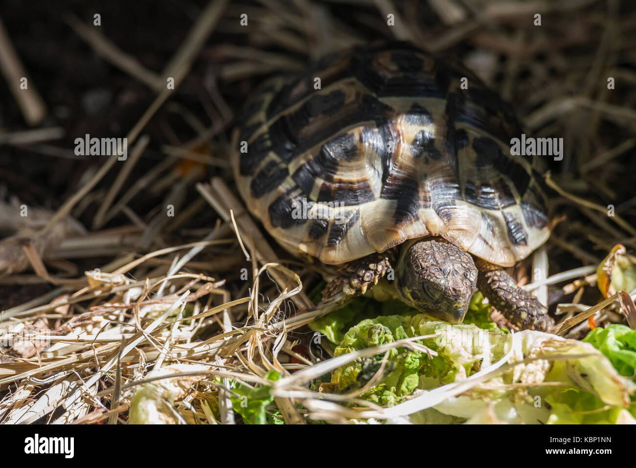 Hermann's Schildkröte (testudo hermanni) Marseille Frankreich Stockfoto