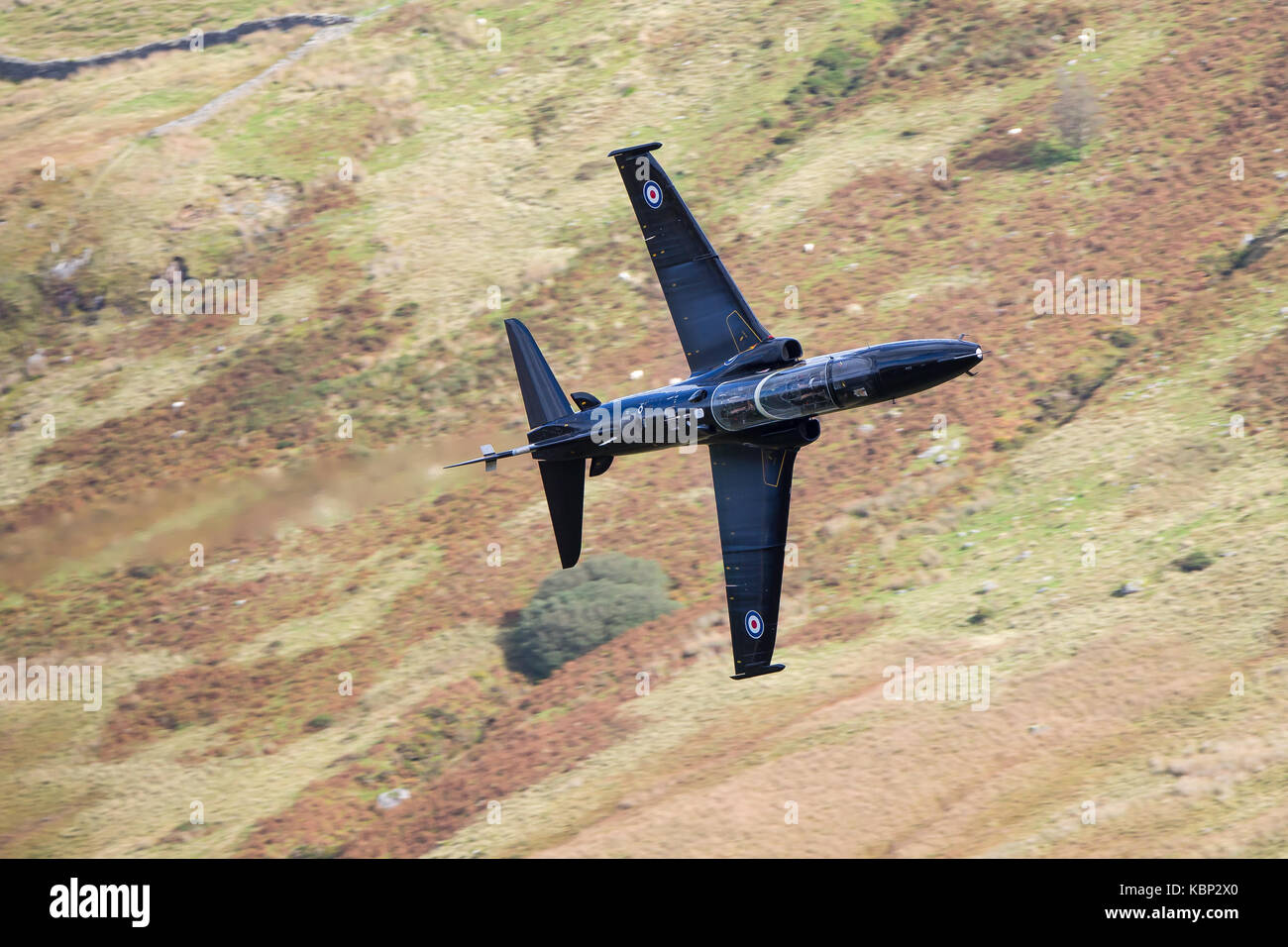Hawk tief fliegenden Flugzeuge durch den Hang. Mid-Wales, UK. Stockfoto