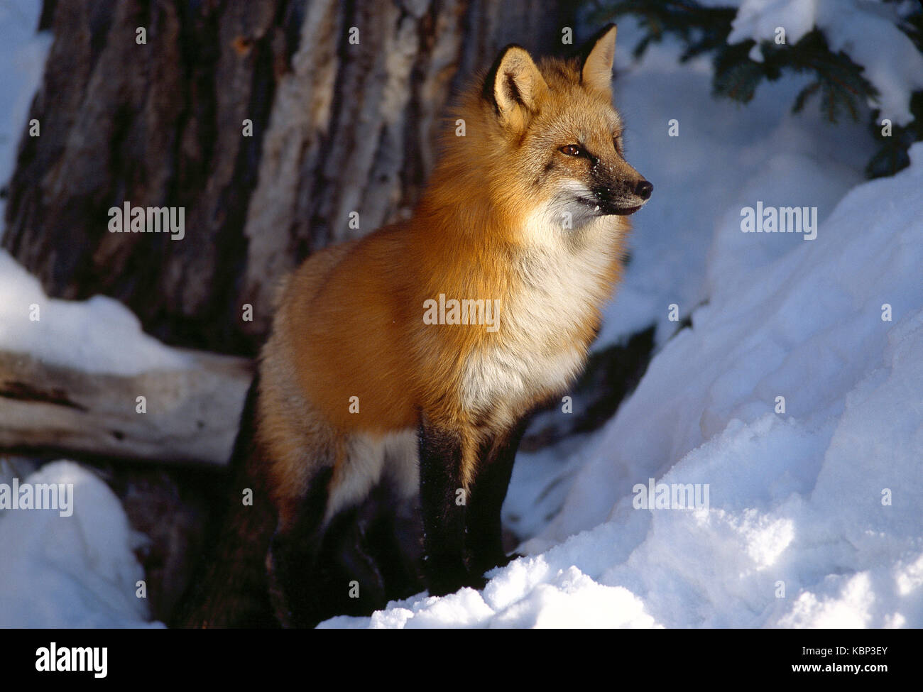 USA. Montana. Tierwelt. Red Fox im Schnee. Stockfoto