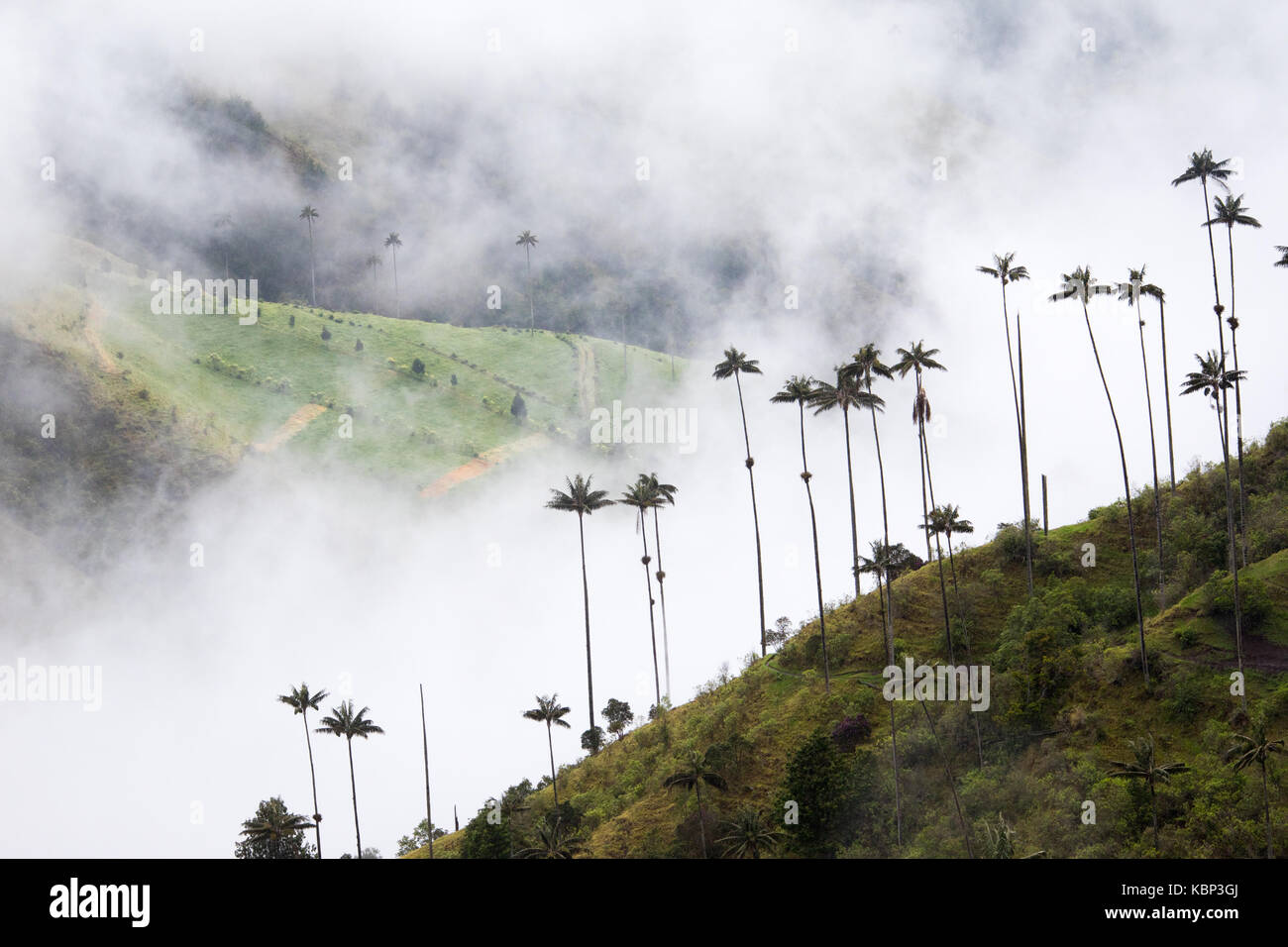 Valle de Cocora, in der Nähe von Salento, Kolumbien, Südamerika Stockfoto