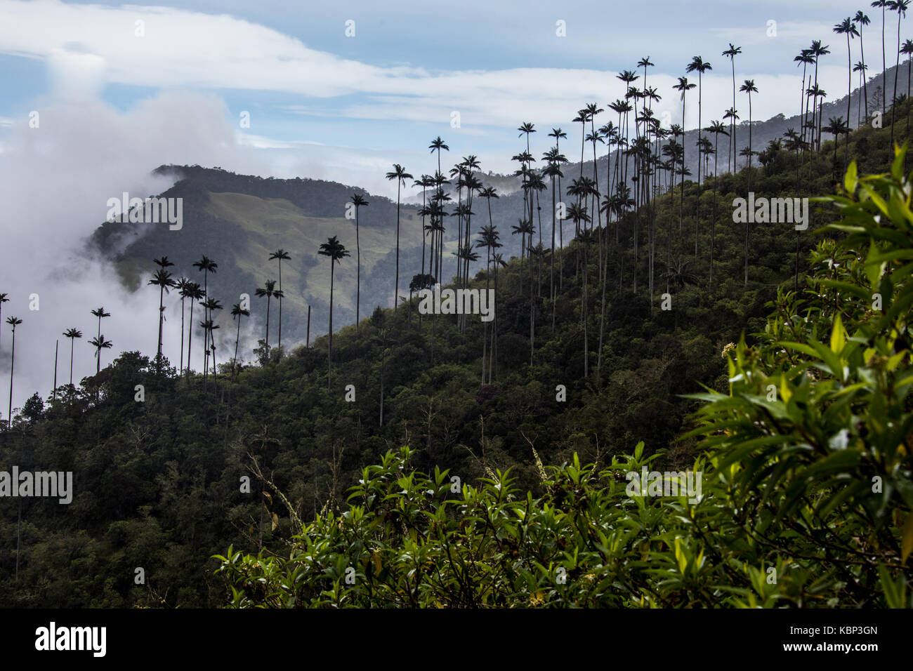 Valle de Cocora, in der Nähe von Salento, Kolumbien, Südamerika Stockfoto