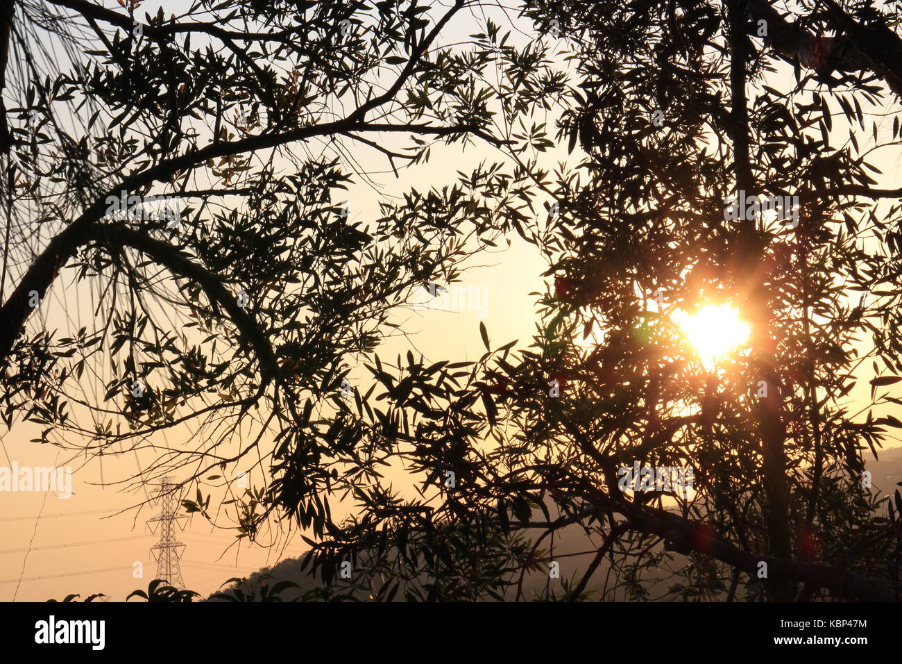 Sonnenlicht über den Baum Stockfoto