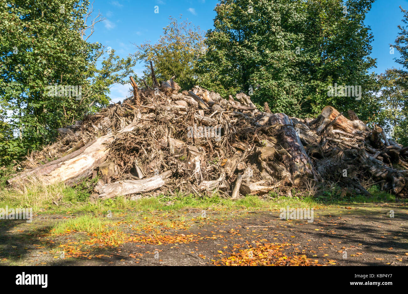 Forstwirtschaft Verwaltung großer Haufen entwurzelter Baumstümpfen und Protokolle auf verwalteten Wäldern, Gilmerton Estate, East Lothian, Schottland, Vereinigtes Königreich Stockfoto