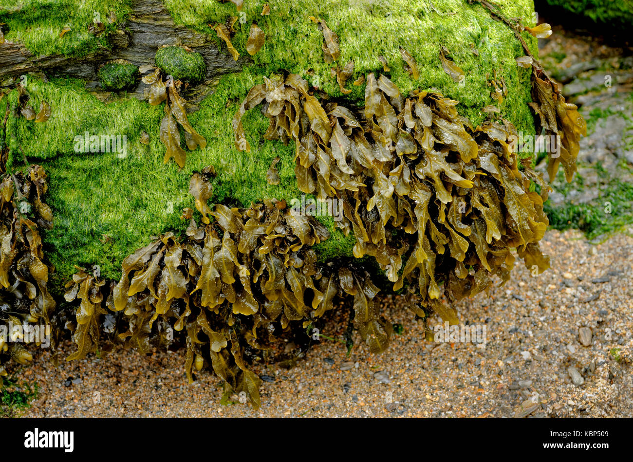 Algen auf den Felsen, South Devon Coast England Großbritannien Stockfoto