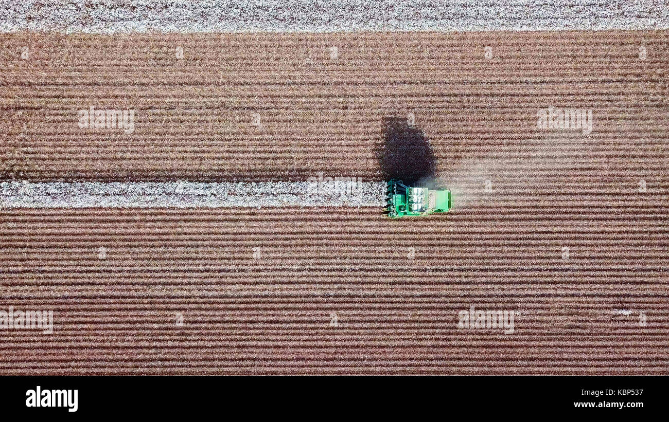 Luftaufnahme von einem großen grünen Baumwollpflücker arbeiten in einem Feld. Stockfoto