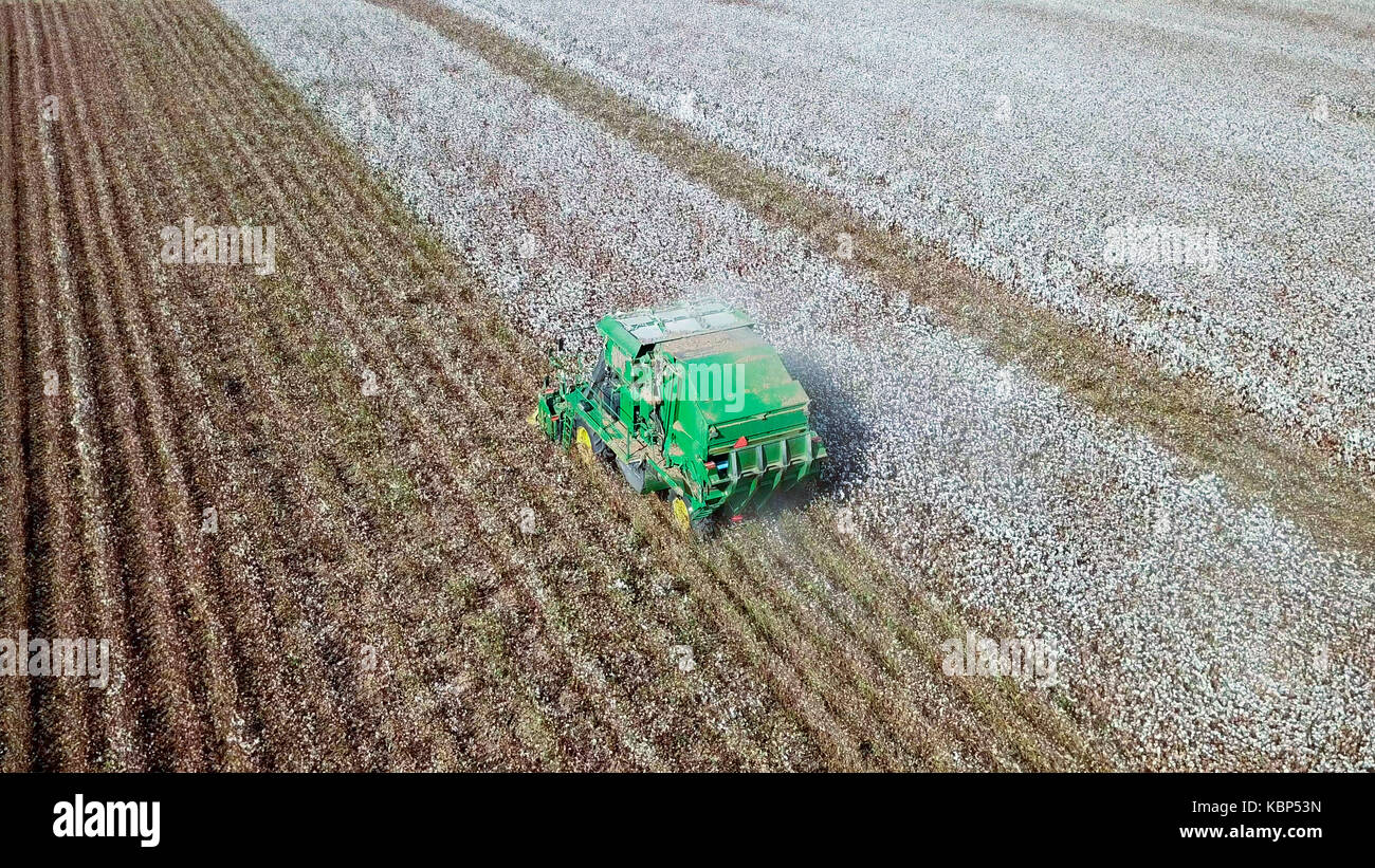 Luftaufnahme von einem großen grünen Baumwollpflücker arbeiten in einem Feld. Stockfoto