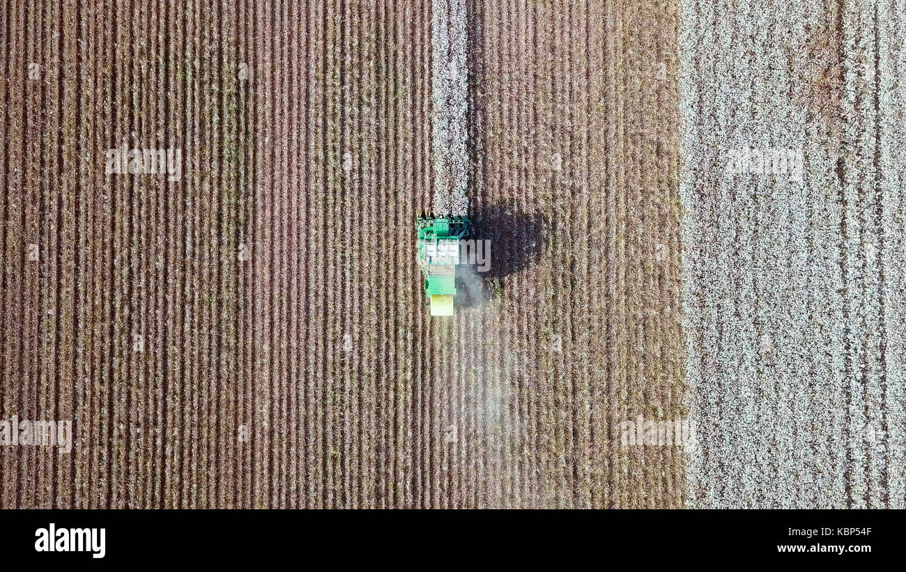 Luftaufnahme von einem großen grünen Baumwollpflücker arbeiten in einem Feld. Stockfoto