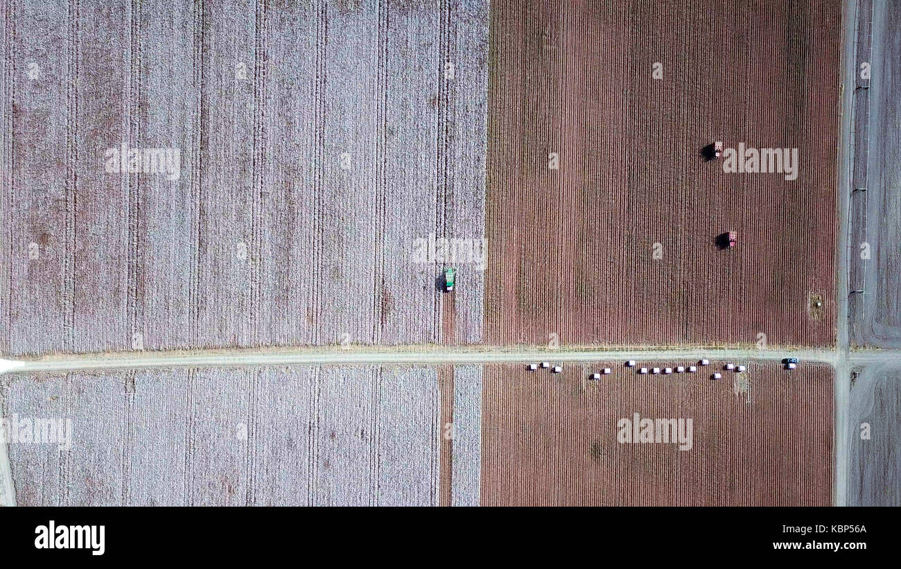 Luftaufnahme von einem großen grünen Baumwollpflücker arbeiten in einem Feld. Stockfoto