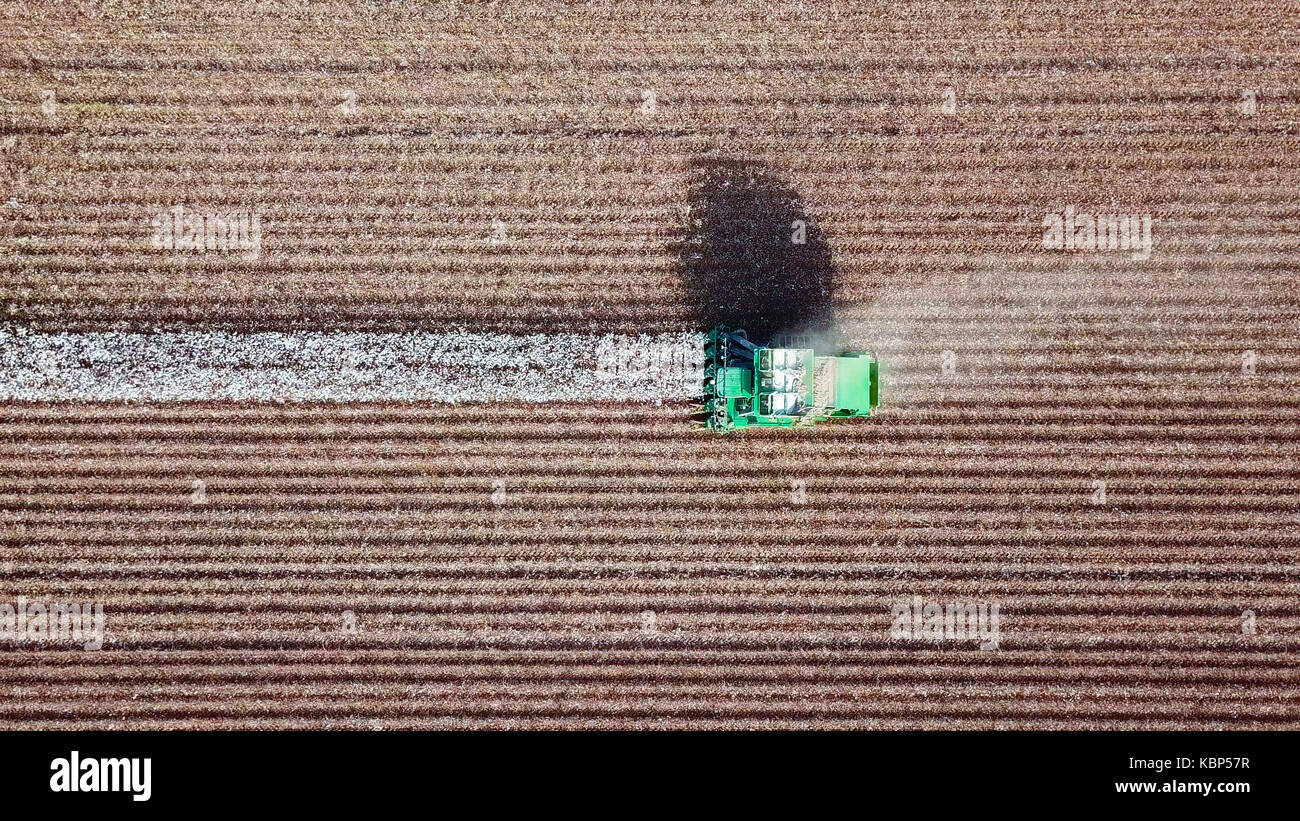 Luftaufnahme von einem großen grünen Baumwollpflücker arbeiten in einem Feld. Stockfoto