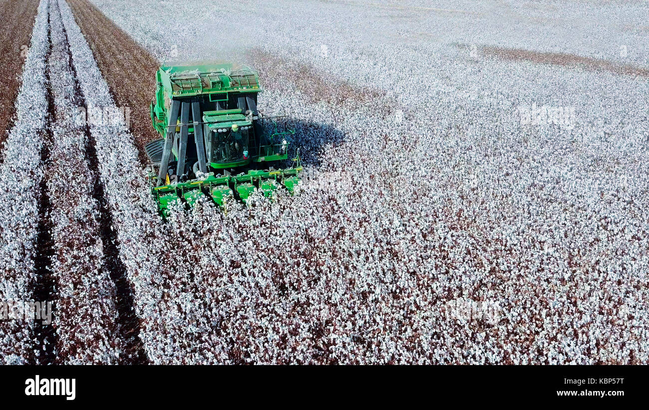 Luftaufnahme von einem großen grünen Baumwollpflücker arbeiten in einem Feld. Stockfoto