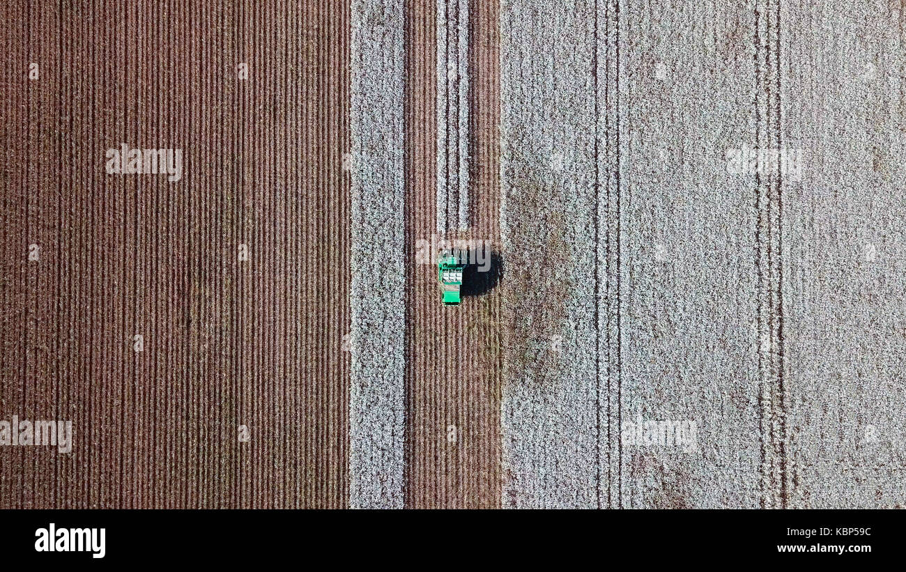 Luftaufnahme von einem großen grünen Baumwollpflücker arbeiten in einem Feld. Stockfoto
