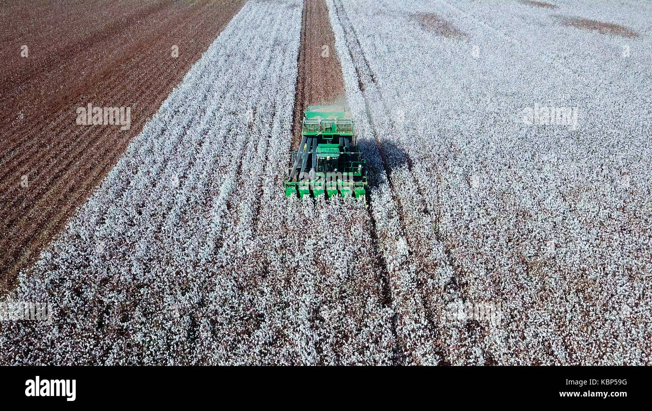 Luftaufnahme von einem großen grünen Baumwollpflücker arbeiten in einem Feld. Stockfoto