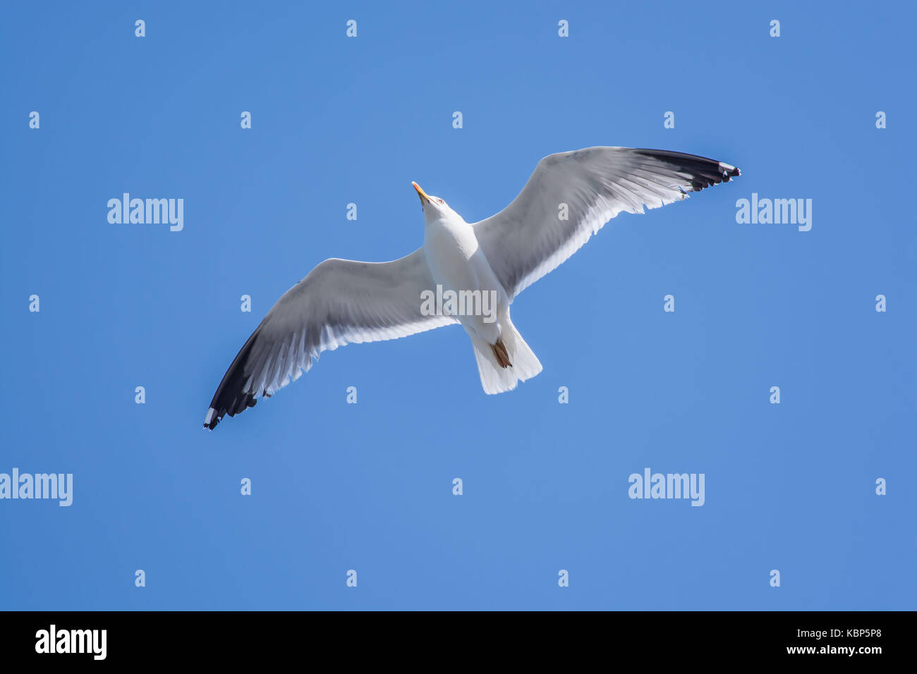 Eine Möwe das Fliegen auf der Insel Kalymnos Stockfoto