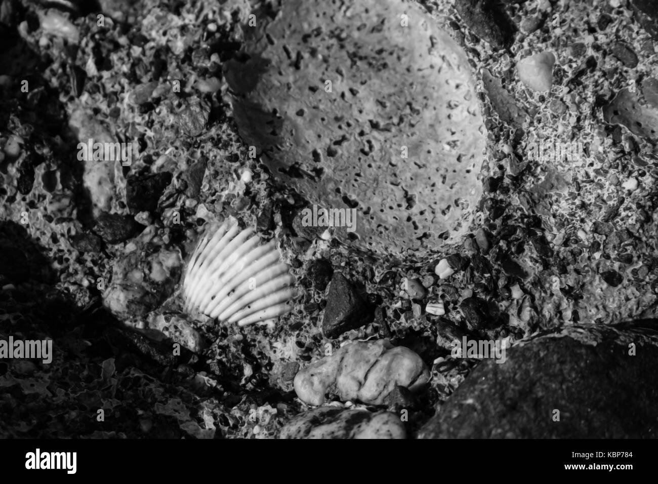 Strand Klippen. Stein, Shell und das Meer. Schwarz und Weiß. Marine Hintergrund. Stockfoto