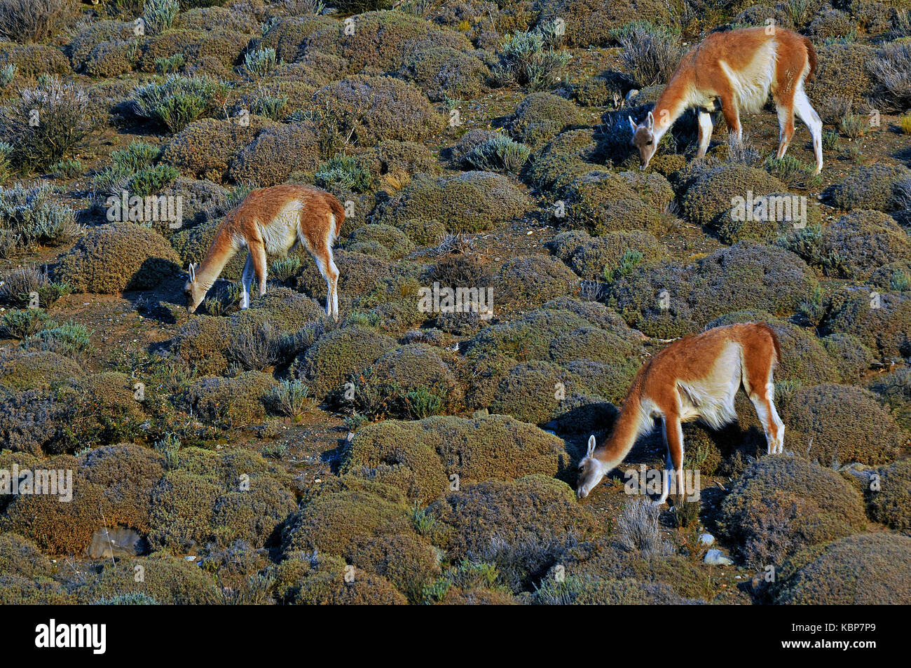 Fauna in Patagonien Stockfoto