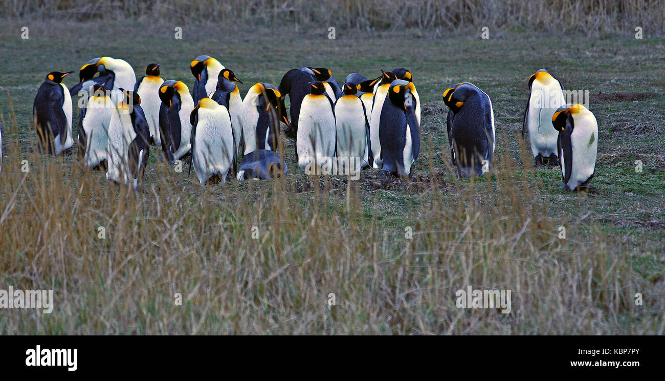 Fauna in Patagonien Stockfoto
