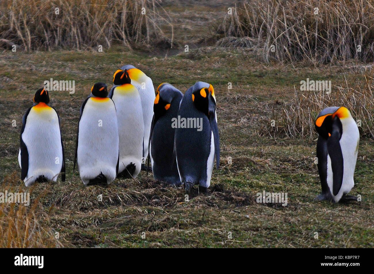Fauna in Patagonien Stockfoto