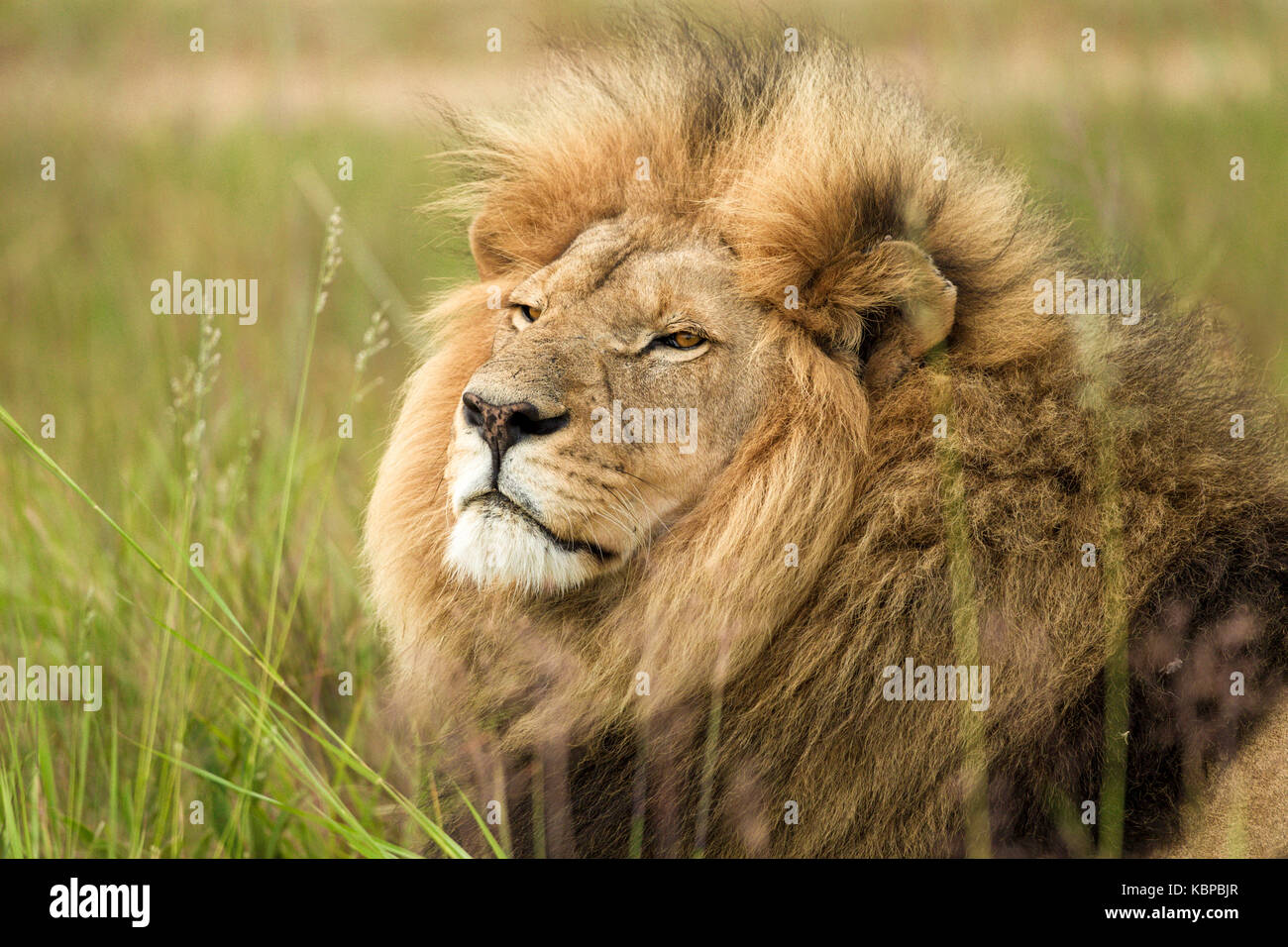 Schöner männlicher Löwe (panthera leo) mit einer riesigen Mähne, die im Gras liegt und mit Absicht über die Ebenen blickt Stockfoto