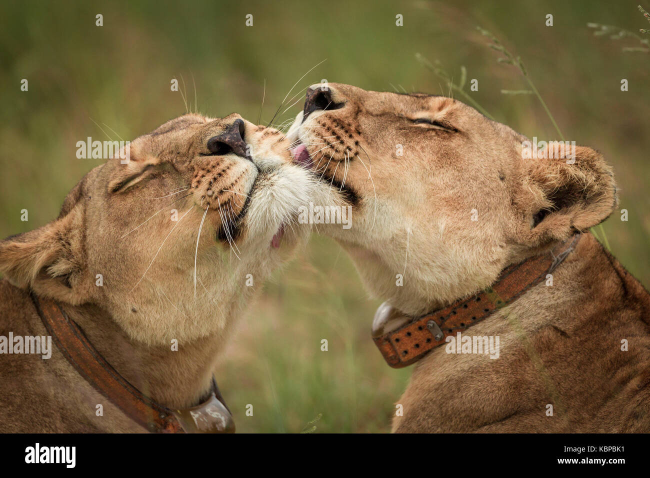 Löwinnen kuscheln und putzen sich gegenseitig in Simbabwe Stockfoto